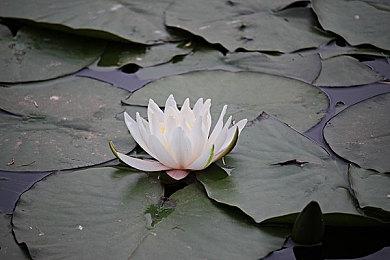 蓝爆登场《英灵乱战》迎来洛克人主题联动